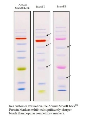 Direct load Color Prestained Protein Marker 10-180kDa Biochemical Reagent