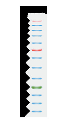11 Bands 9-180KDA Blue High Range Protein Marker 2x250ul 3 Color 25-300kDa