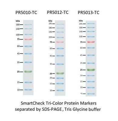 III 12-190KDa Prestained Protein Marker Ladder For Gel Electrophoresis