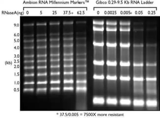 Low Range SsRNA Ladder And RNA Marker , Formamide RNA Ladder 0.125-6.0Kb