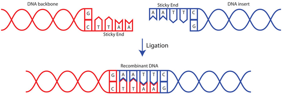 Research Use Quick T4 DNA Ligase 400 U/UL Biochemical Reagent