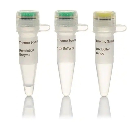 Rapid DNA Digestion 5-15Min Enzyme BsaI Biochemical Reagent CE Approved